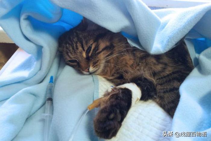 猫咪打疫苗发烧呕吐怎么办,如果猫咪生病了会有什么表现