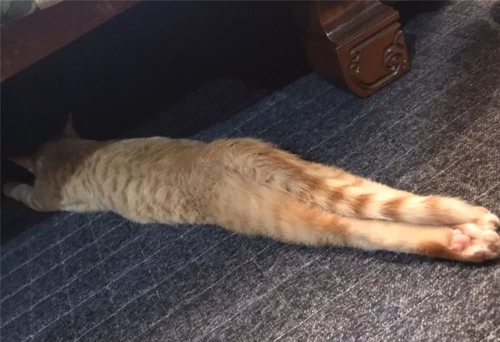 猫咪到底是什么样的猫,猫到底是个什么物种至今还是个谜