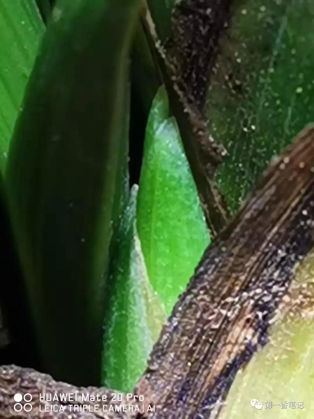 兰花花苞和花芽的区别图片,怎样分辨兰花花苞的品种