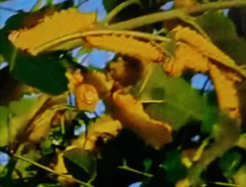 伏牛笔耕苑第237期2021.3.31