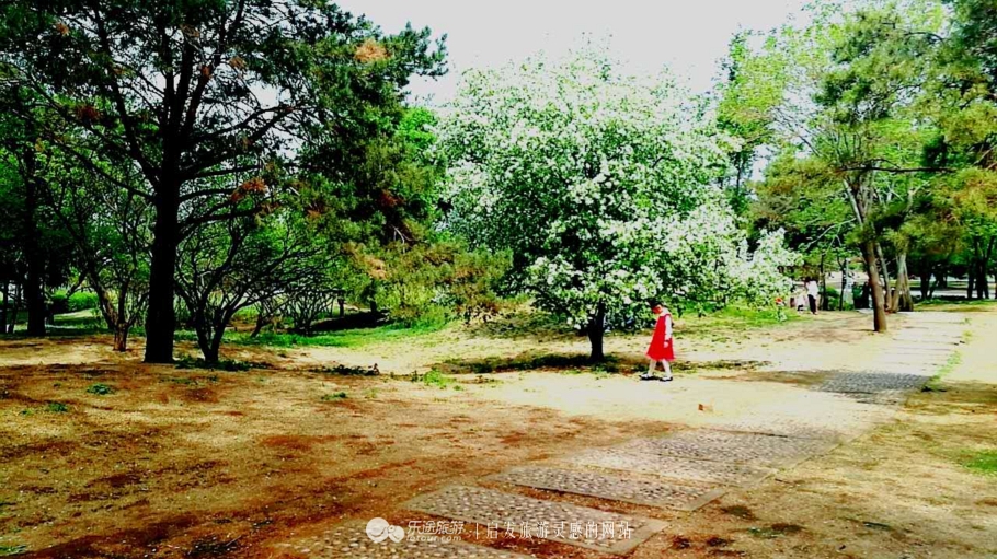 丁香雨女声版,丁香鱼喻越越