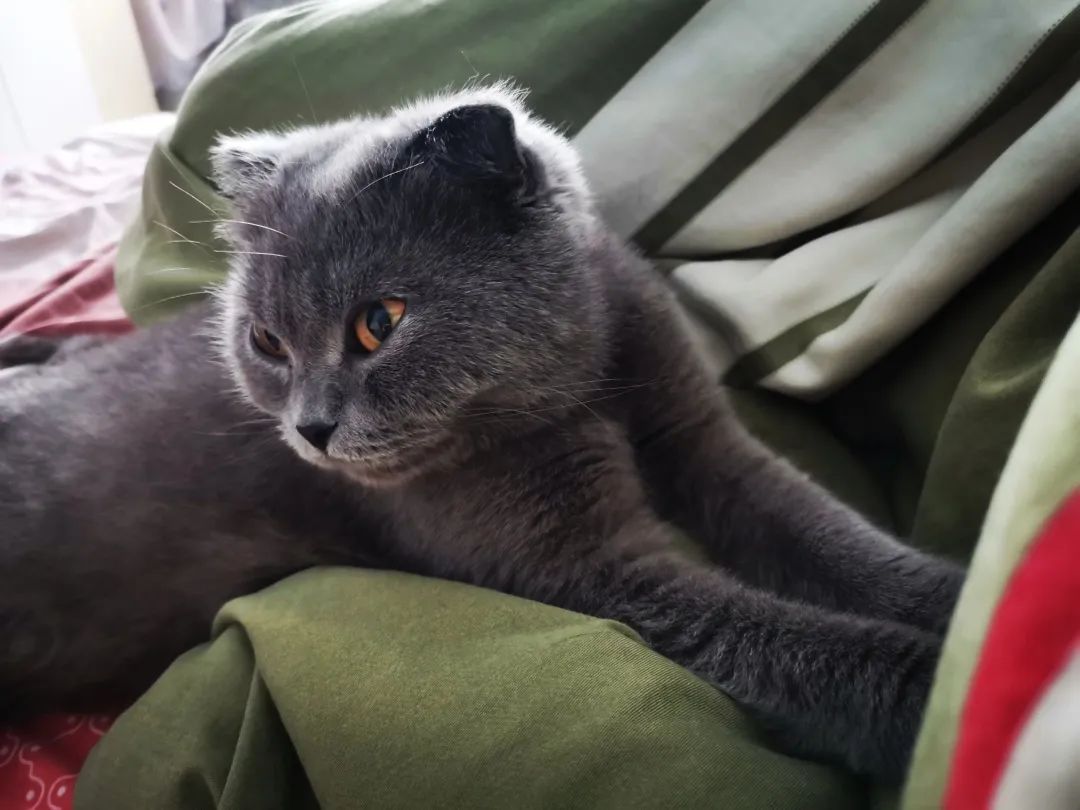 和宠物沟通说什么,宠物谈恋爱怎么回事