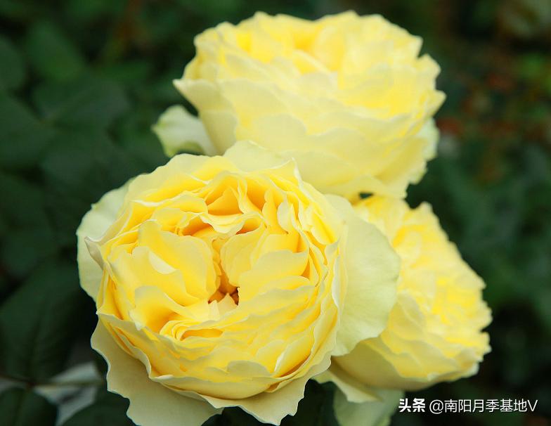 16种双色条纹月季,耀眼的明星月季