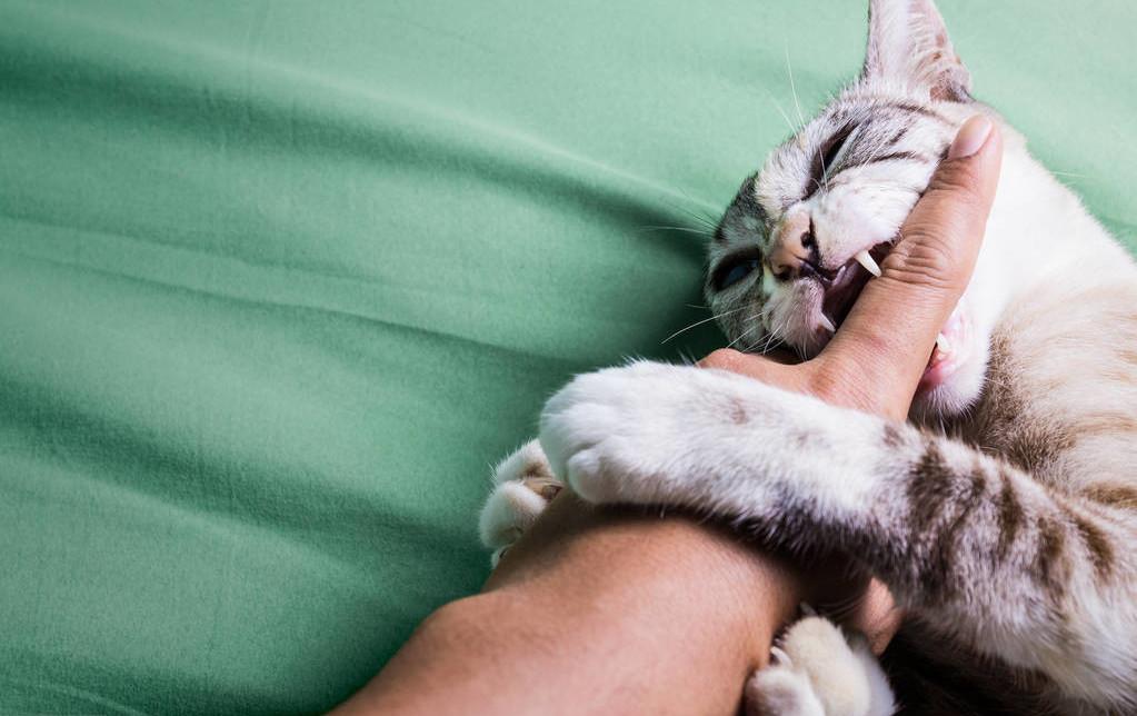 猫咬人教学,猫咬人抓人要怎么教育它