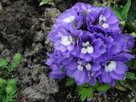 飞燕草黑斑怎么办,飞燕草叶片发黄焦边