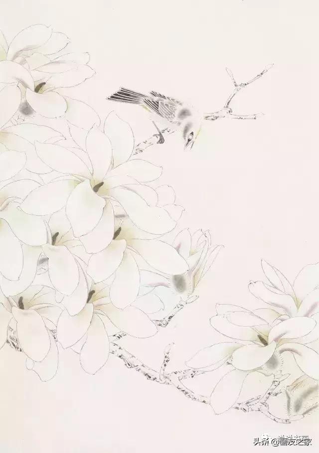 工笔玉兰的画法和染色,工笔玉兰花教学