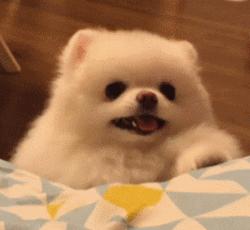 广州狗证怎么办理,爱他就给他个名分