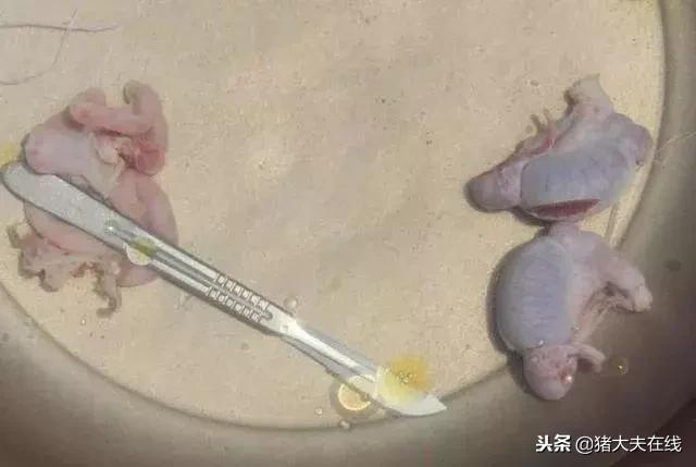 猪场仔猪阉猪技术,养猪场产房阉猪操作