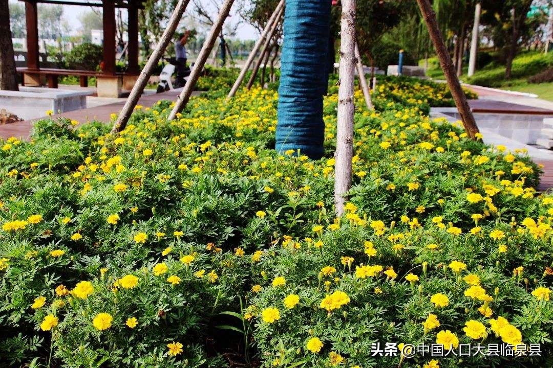 临泉县流鞍河规划,安徽临泉流鞍河在修么