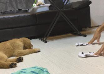 怀孕了，就把狗扔了吧，多脏啊