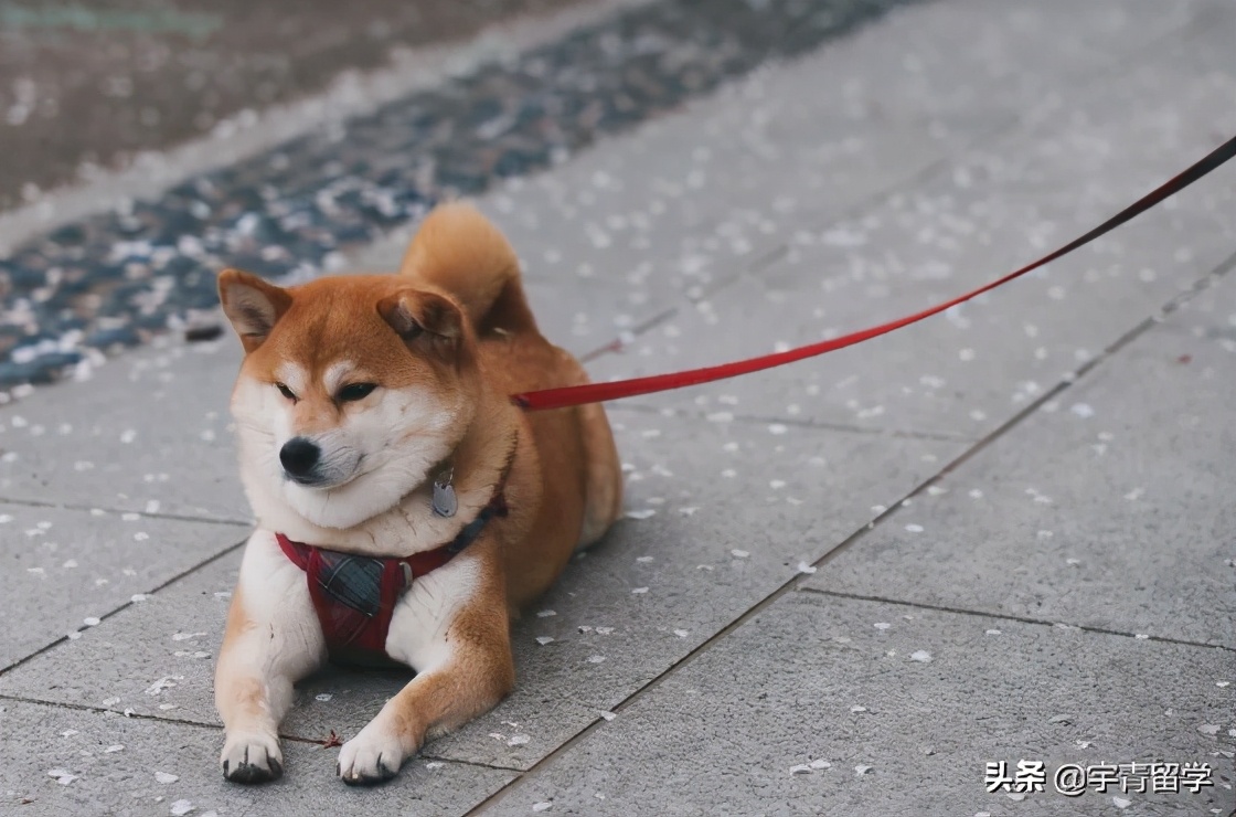 日本留学行李,去日本旅游需要准备什么行李
