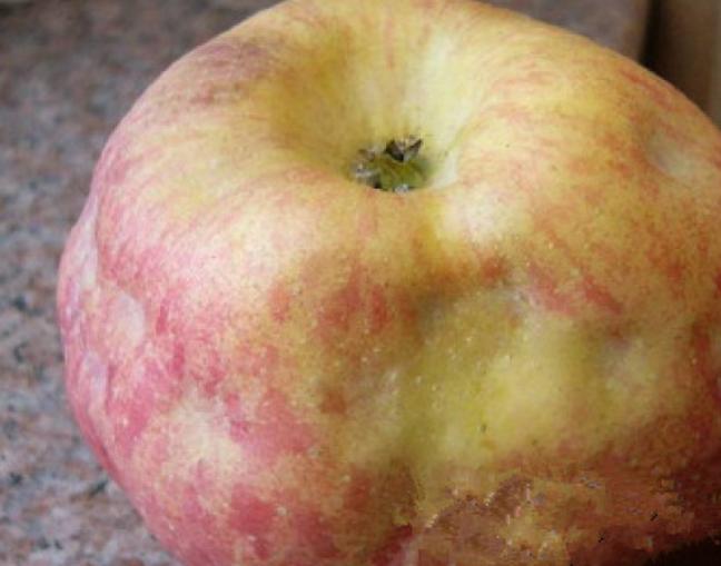 苹果缩果的危害,苹果缩叶病原因和治疗方法