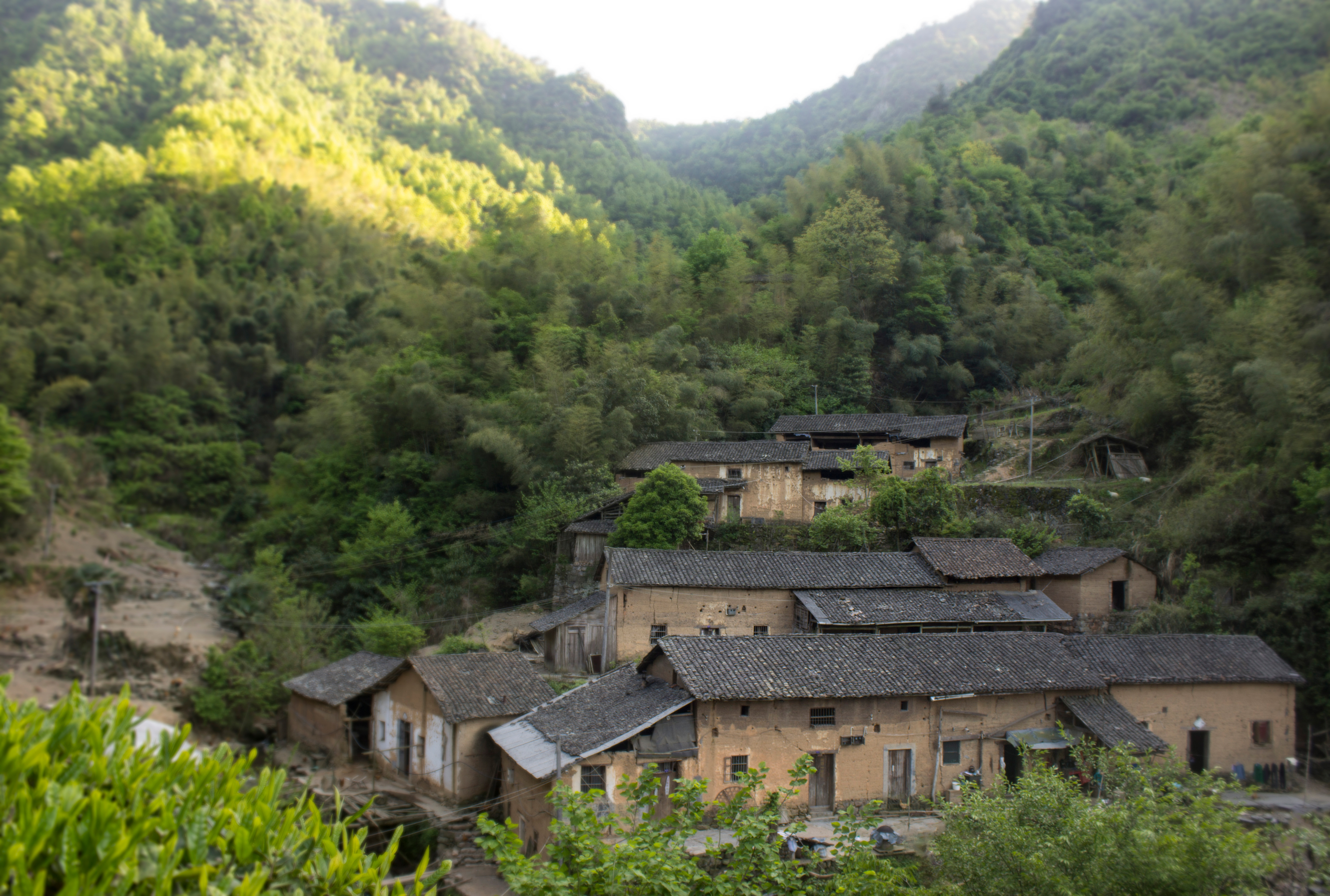 土鸡养殖技术一年挣多少钱,土鸡怎么养殖最赚钱