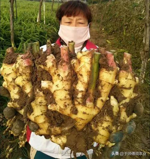 生姜黄叶病打什么农药,生姜杂草用什么药除