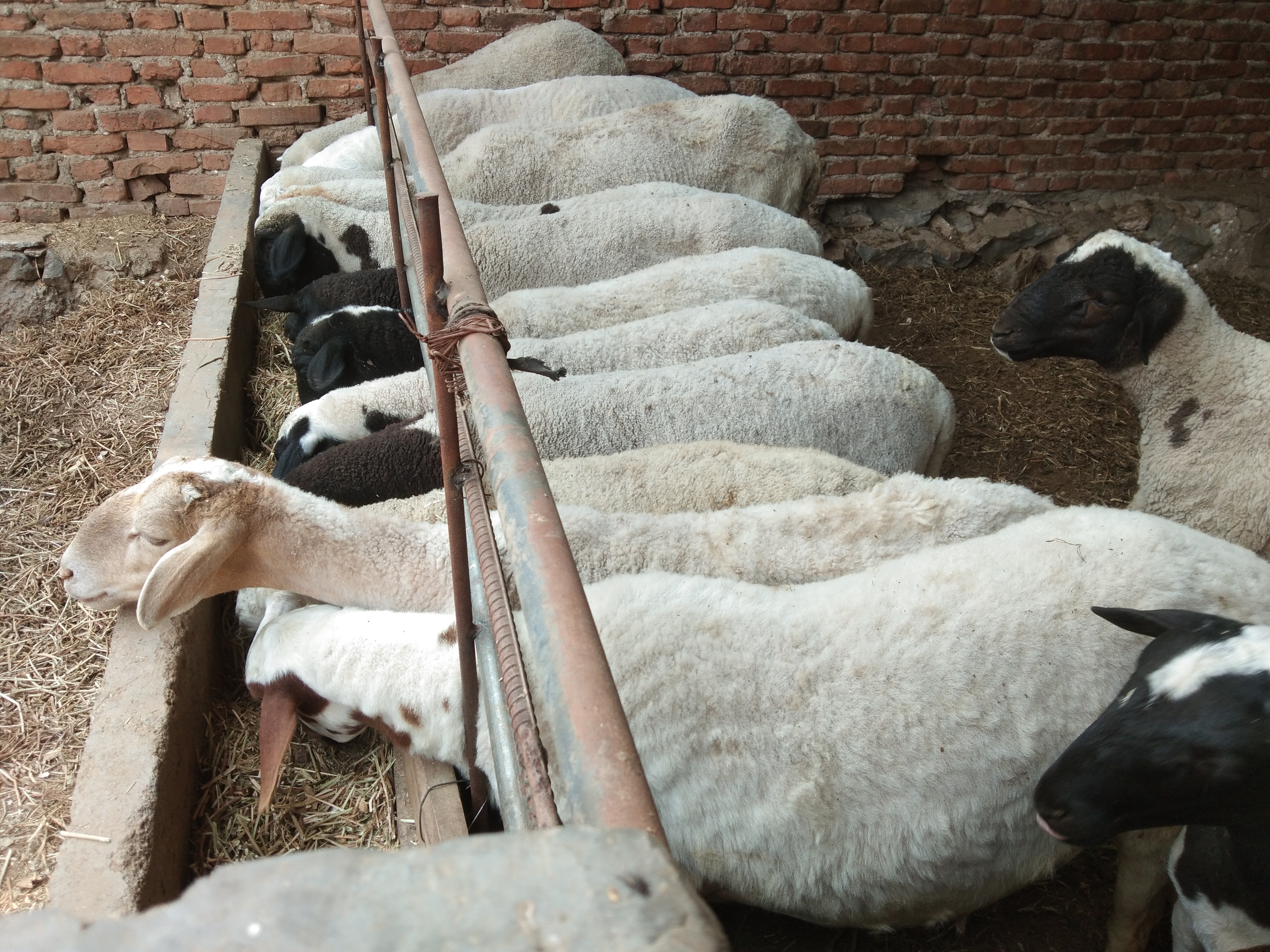 羊有布病的症状及治疗方法,羊粪识病