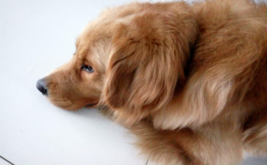 狗狗临终前想些什么,狗狗临终前的几种表现