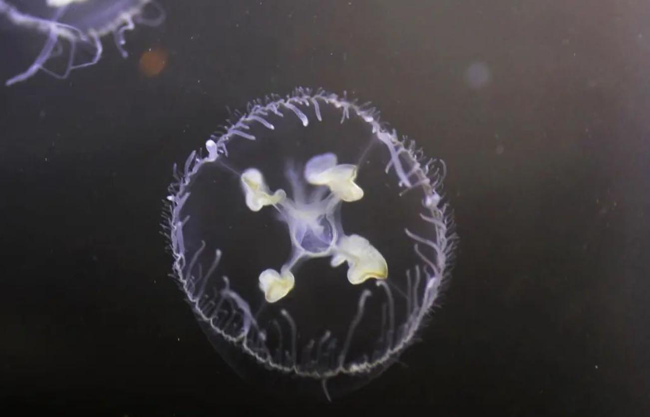 首次发现野生金钱豹,四川惊现野生金钱豹是真的吗