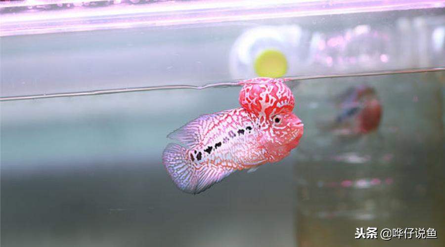 养鱼是有技巧的,养鱼有哪些技巧