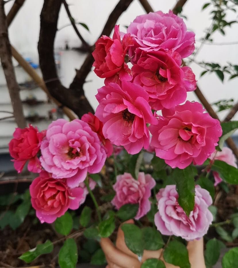 养月季，有6个“技巧”，花苞常常有，成开花机器，开花不停