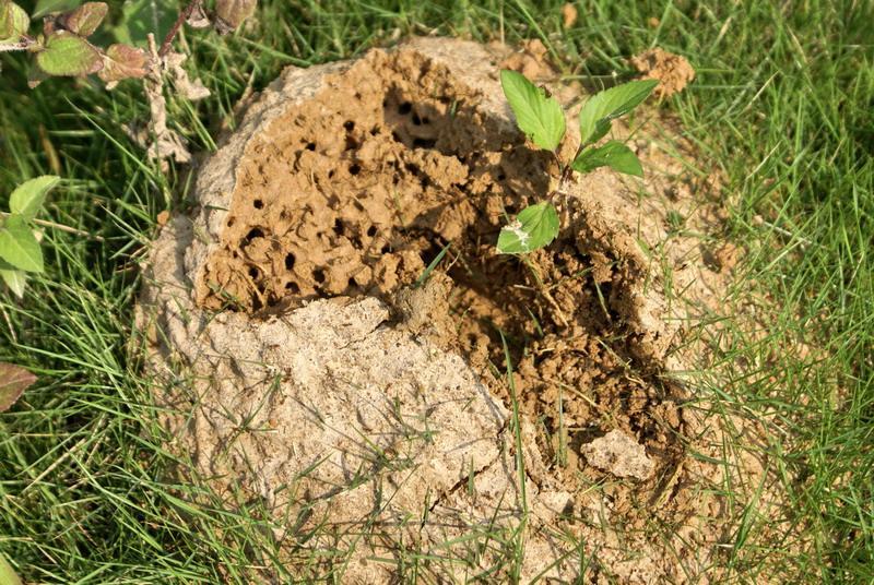 红火蚁侵入时的毒性是什么程度,红火蚁已入侵12省份专家支招