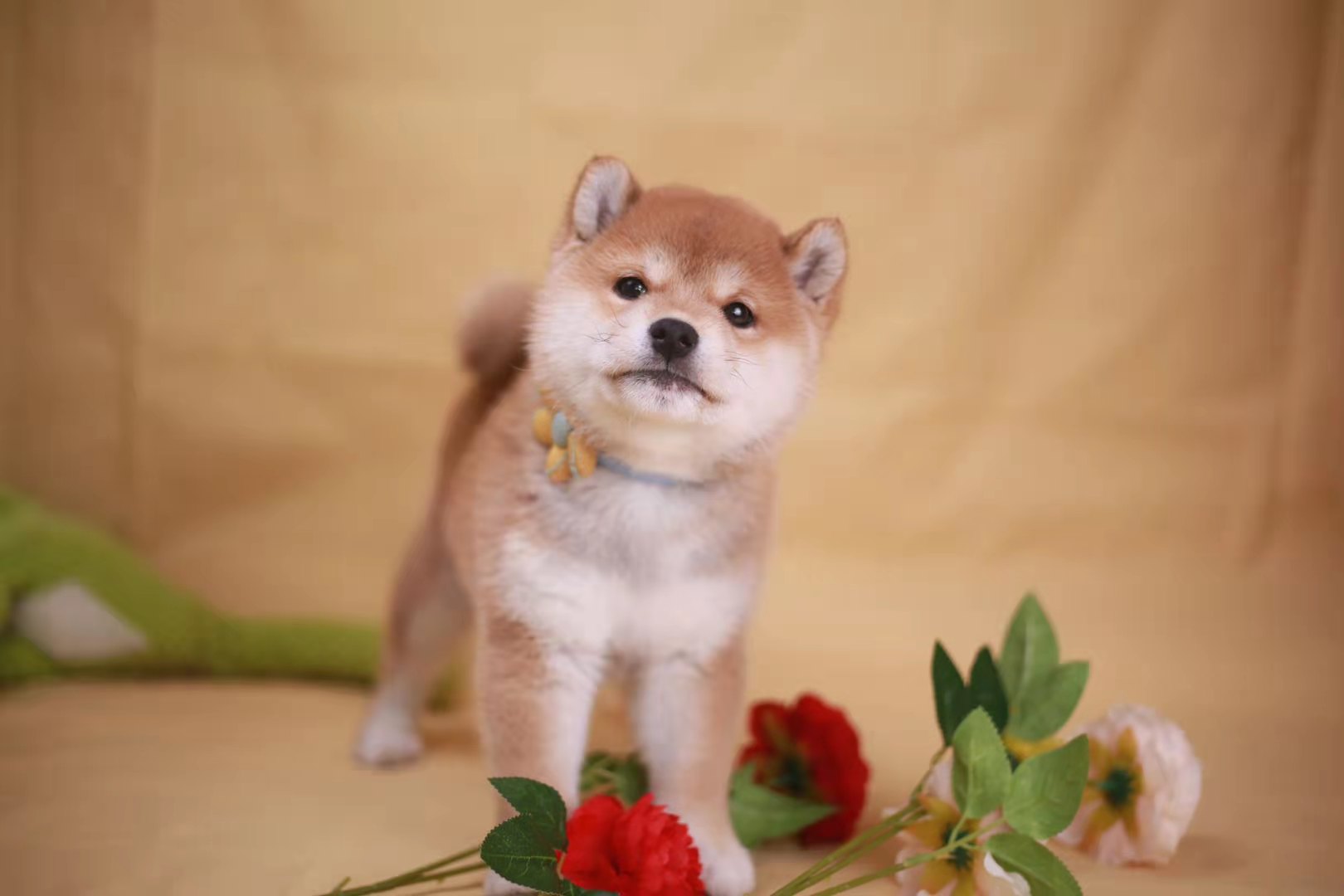 买柴犬要去正宗繁殖柴犬的犬舍,去哪里买柴犬放心