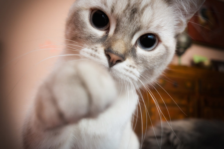 猫咪妨碍你工作求你跟他玩,猫咪打扰你工作怎么办