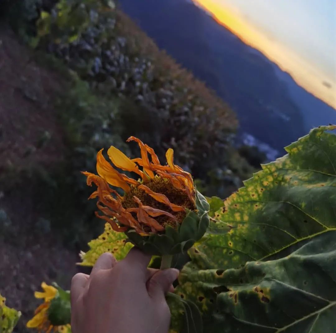 春日自然教育,春日茶语正能量