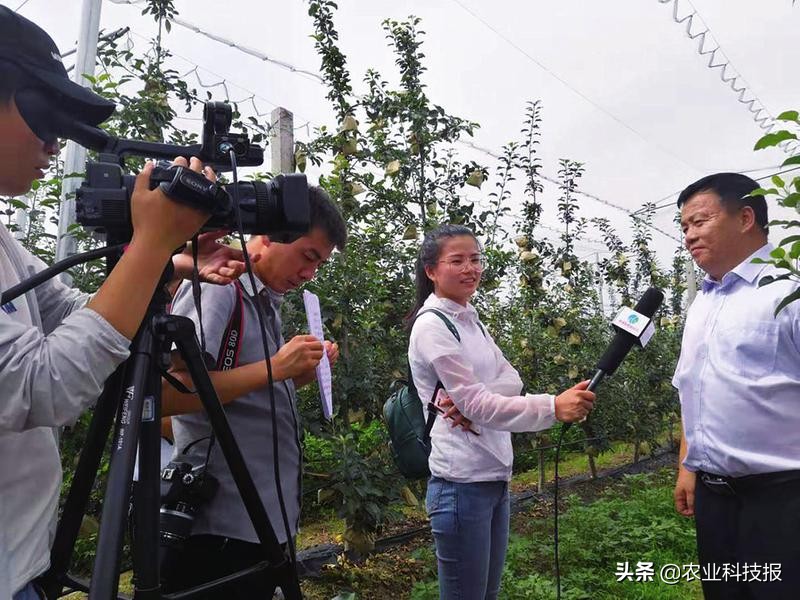 陕西长武，苹果产业托起果农增收致富梦——访陕西省长武县果业服务中心主任路志民