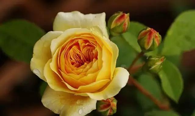 100种玫瑰图片大全,介绍100种不同品种的玫瑰视频