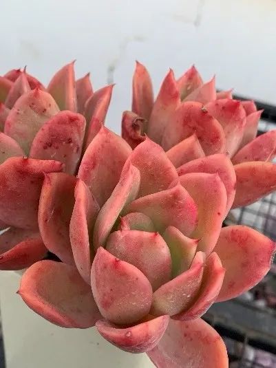 禁足的日子收获颇多,禁足