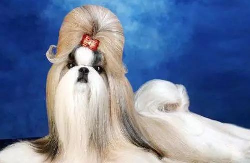 45只名犬排行,45种名犬您都认识吗