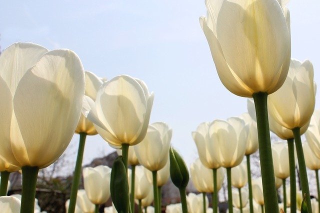 昆明春季赏花好去处,昆明赏花最好的地方排名
