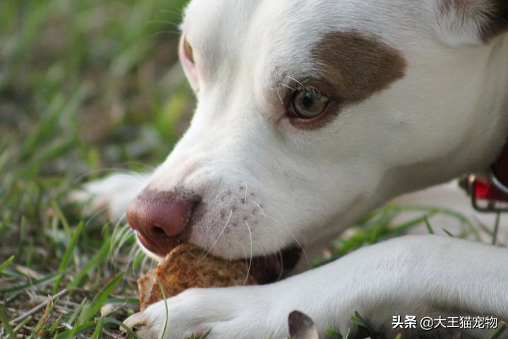 狗狗能不能吃蛋壳粉,狗狗饲养5大误区铲屎官们要关注