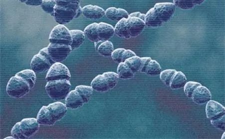 动物胎盘能吃吗,羊的胎盘能吃吗