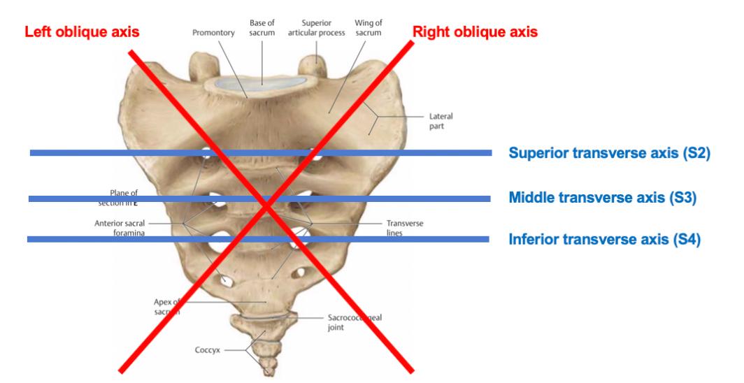 PT基础：一文了解复杂的骶骨运动