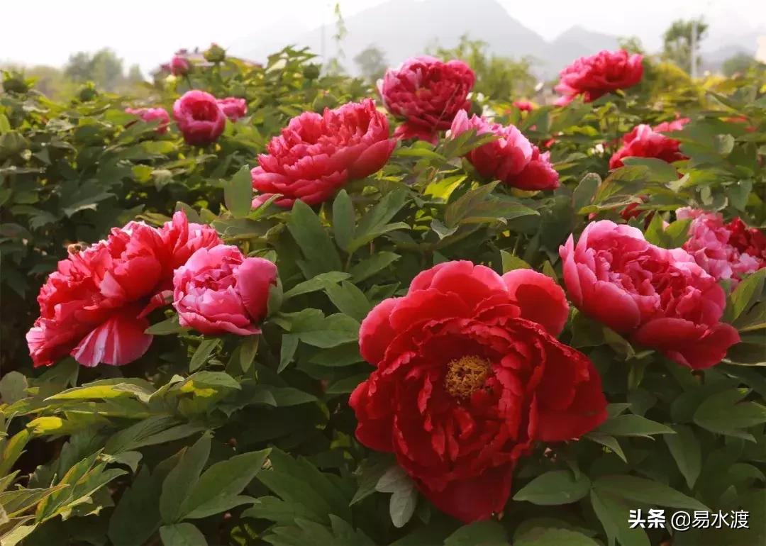 狼牙山花海最佳观赏时间,狼牙山花海风景区