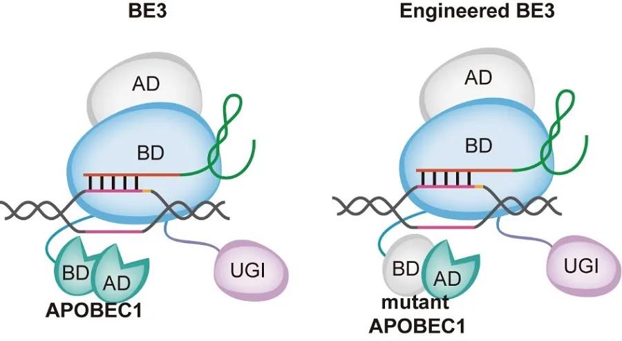 中科院神经所好不好,中科院神经所复试