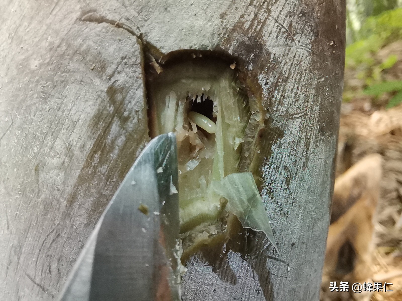 种什么竹可以吃竹笋,家庭种植竹子的竹笋能吃吗