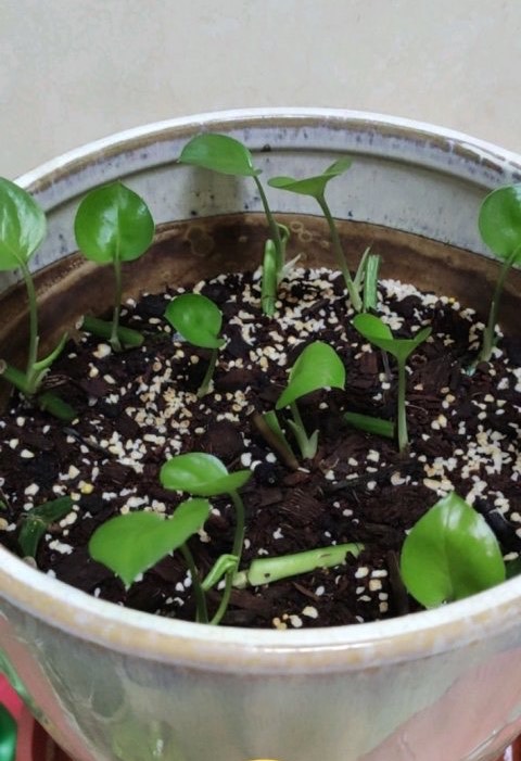 绿萝冻伤叶子发黄怎么救,绿萝叶子冻伤掉完了就剩藤条了