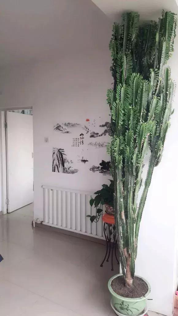有什么花和草可以吸甲醛,家里养这2种花净化空气带来好运