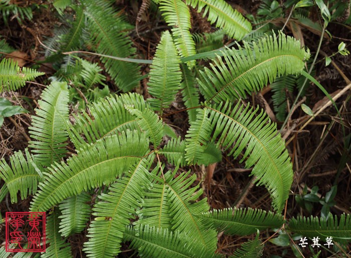 芒萁草降血压,民间叫芒萁草的植物图片