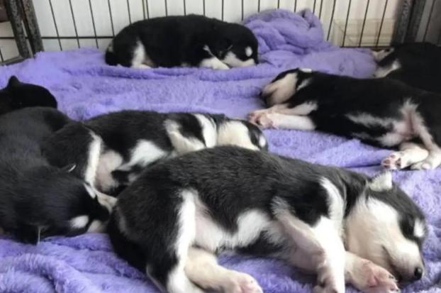 母狗为什么会吃掉自己宝宝的便便,母狗为什么会咬小幼崽