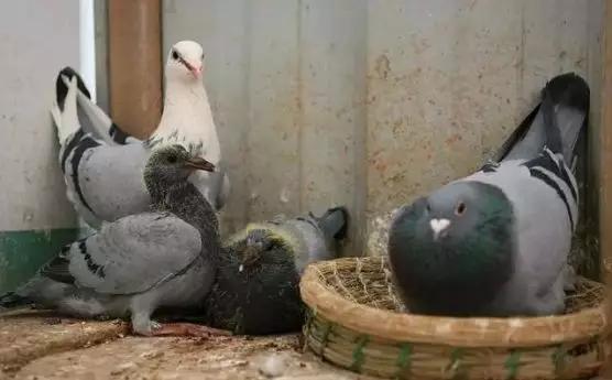 鸽子孵蛋要关注什么事项,鸽子产蛋后孵化期多少天