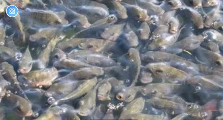 水产养殖哪种水鱼容易得病,淡水鱼养殖常见疾病