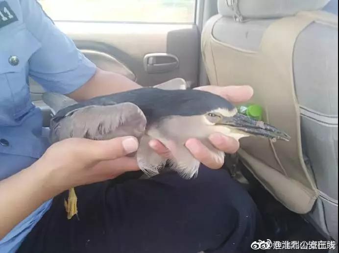 还没看《神奇动物在哪里》？没关系，你错过的神奇动物都在这里