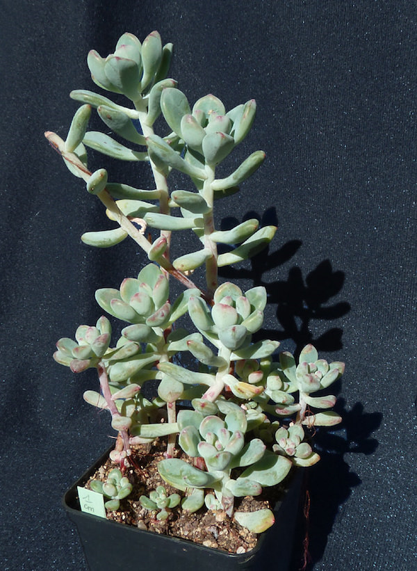 不易徒长易上色的阳台多肉,容易徒长的多肉有哪些