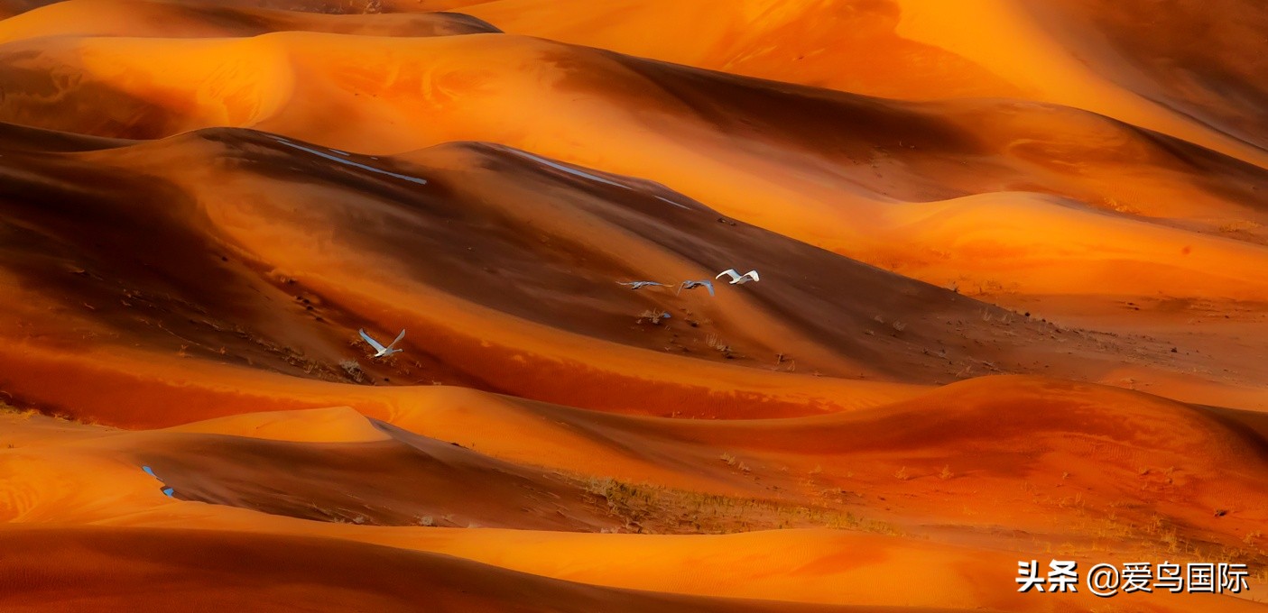 鸟类欣赏,鸟类观鸟图片