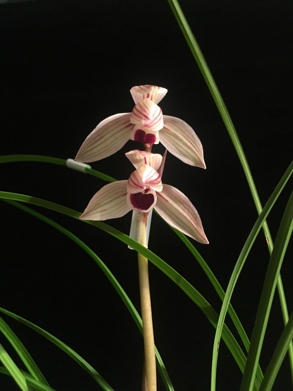 莲瓣兰五彩蝶品种简介,莲瓣兰大雪素有几个品种