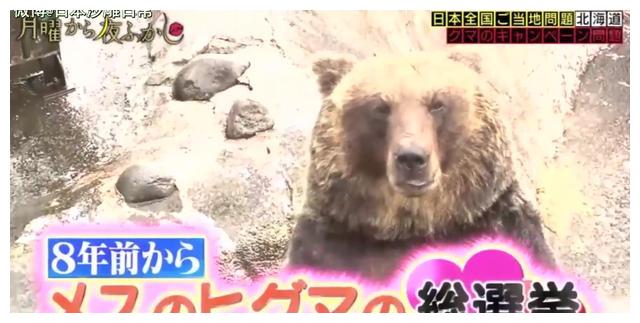 星期一不止有“比村乳业”，还有神经质的日本版《1818黄金眼》