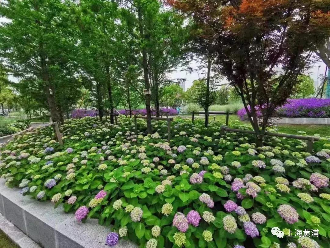 民生实事｜健身、益智、休闲……黄浦居民家门口的健身苑点“老少通吃”